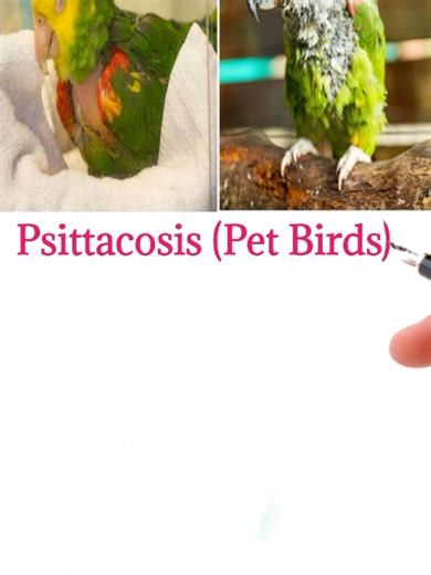 Psittacosis Treatment for Pet Birds Explained