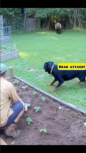 Rottweiler Attacks and Scares Off Bear – Real Backyard Security Footage! 🐻🐕