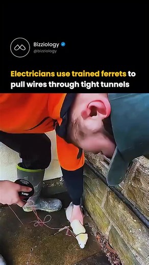 Bizziology on Instagram: "One of electricians’ most unusual tools isn’t a machine, it’s a trained ferret. For decades, ferrets helped pull wiring through tight, hard-to-reach spaces, using their long, flexible bodies and natural curiosity. Crews attached lightweight ropes, released the ferret, and let it carve a path for cables. Before compact robots, this clever trick saved tons of time on stadiums, events, and even early aircraft wiring proving sometimes the simplest tools are the most effecti