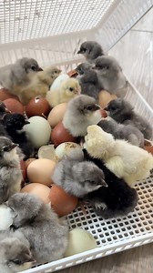 This has been the best hatch I've had in a long time! Can't wait for spring to get here. #chickens #chickensofinstagram #homestead #homesteading #farmlife #farm #farming | The Hot Mess Homestead