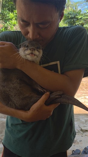 Gereget ll Sibona is adorable #sibona #siboni #otter #cute