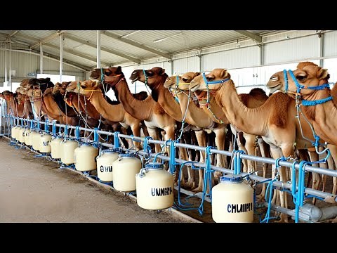 766 Thousand Gallons Of Camel Milk Are Produced This Way | Farming Documentary