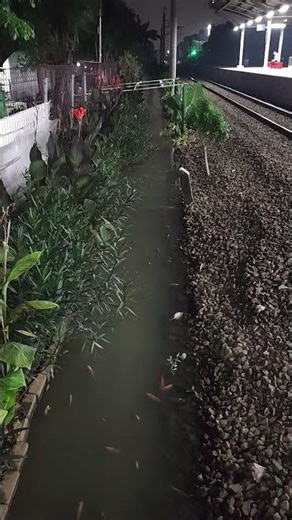 Sisi Lain Stasiun: Kolam Ikan Tersembunyi di Samping Rel ✨