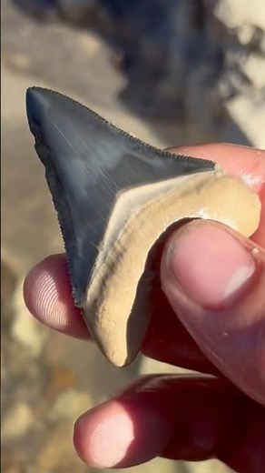Super colorful blue Megalodon shark tooth fossil found in exposed ancient ocean by Electric Fossils