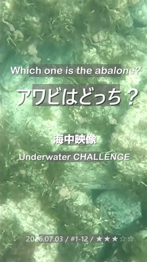 【アワビはどっち？】アワビを見つけろ / 2026.07.03 / #1-12 / ★★★☆☆ #abalone #アワビ