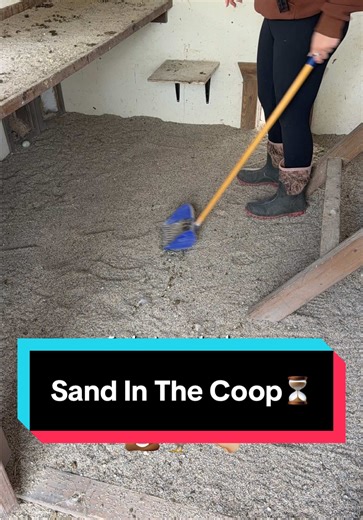 Sand in the coop makes cleaning a breeze! ⏳ #sand #chickensoftiktok #farmlife #chickens #chickencoop