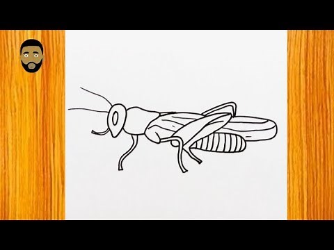 How To Draw A Cricket (insect)