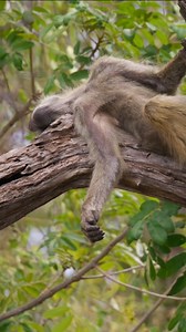 Exhausted baboon 🎥 Chobe river, Namibia . . . #safari #wildlife #chobe #natgeoyourshot #shotonred #namibia #baboon #monkey #monkeysofinstagram | Moving Pictures Africa