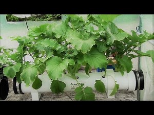 Hydroponic Broccoli Rabb Start To Harvest