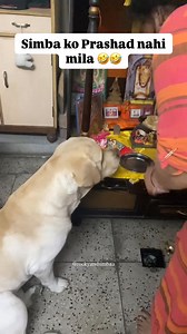 1.1M views · 43K reactions | Mummy:- Ye to bandar mama ka hai , prashad lover simbu 藍❤️ #dogreels #reelsvideo #labradorretriever #labrador #petlover #petlife #doglover #dog #labrador #doglovers #lablovers #labradorlovers #trendingdog #dogoftheday #petlovers #petparents #explore #search #cutedog #smartdog #happydogs #viralreels #trendingreels #facebookreel #facebookviral #rocky #simba | rockyandsimbaa | Facebook