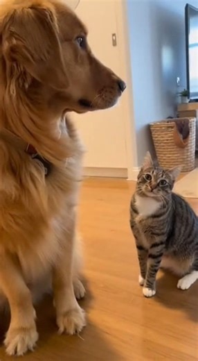 "When the barking stops and the action begins 😂🐾" | Louise Steel