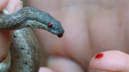 短林蚺（Tropidophis curtus）御敌策略