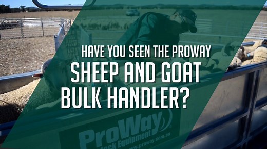 ProWay’s Bulk Handler reaches a new milestone with over 400 units sold worldwide, providing labour #efficiency and safety advantages for #sheep and #goat operations across Australia and around the world. The design of the handler, with an inside width of 850mm allows sheep, lambs, rams and goats to flow easily into and out of the race. A clear line of sight allows them to see “decoy” stock prompting them to run through and fill with minimal force or stress. The bulk handler makes it very easy to
