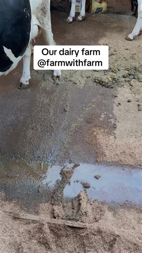 Exploring Our Dairy Farm Operations