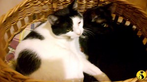 A few things that you should know before adopting a cat! | Land of Cats