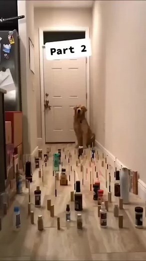 Follow for more cute and funny dogos daily 🐶🐕 . . . #dogs #doglife #doglover #dogstagram #dogoftheday #instagood #nature #doggy #animal #photography #photooftheday #dogslife #cutedog #happydog #adoptdontshop #cachorro #happy #puppylife #cutedogs #hundeliebe #rescuedog #pup #lovedogs #labrador #picoftheday #perro #dogsofinstaworld #pitbull #follow #like . | Dogozreels