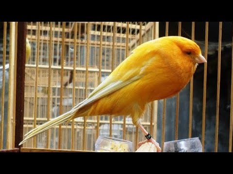 Most Beautiful Canary Bird Singing Song For Training Canaries