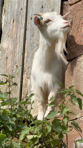 22K views · 700 reactions | Absolutely mind boggled how she’s got herself up there  Either scaled up the side or jumped a huge gap. But safe to say I think she’s regretting her life choices  #pygymygoats #redshepherdess #farmlife | Red Shepherdess | Facebook