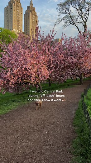 Heartwarming Corgi's Run at Central Park