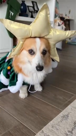 2.6K views · 11 reactions | There are two kinds of dogs  Try not to laugh!! #funnydog #funny #dog #christmas #funnyvideo | Funny Animals | Facebook