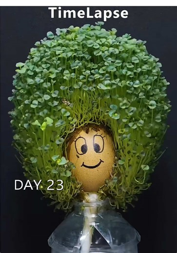 Watch Mother Nature work her magic ✨ Every leaf, every second, pure life in motion. 🌿 #PlantTok #TimelapseMagic #NatureVibes #GrowthJourney #OddlySatisfying