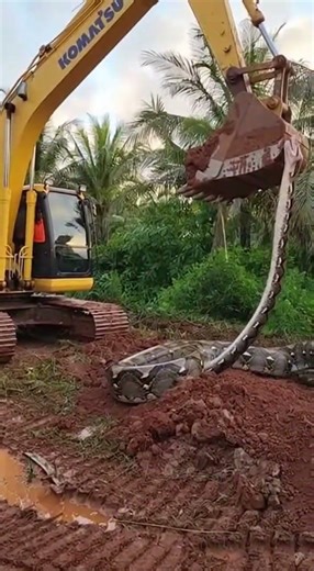 An excavator operator working in the forest encountered a large python. #xcavator