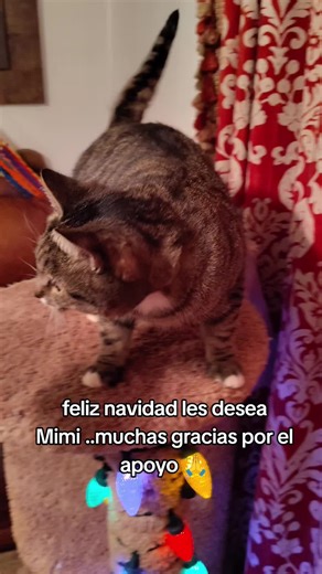 Mimi la Gatita y su Mensaje Navideño