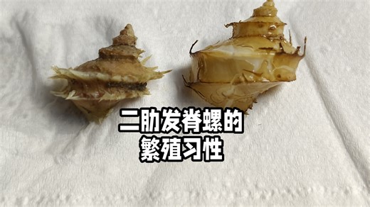 黄渤海最稀有贝类之一，二肋发脊螺的繁殖习性是什么样的？