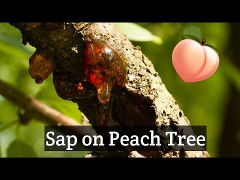 Why do Peach Trees have SAP Coming out???