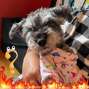 71K views · 7.4K reactions | Well, well, well-you had some real doozy burners! Snacks on the street corner, perimeter checks, bats and the meaning of life! Oh, and I have a few of my own burners for the Plutoverse! ⁉️拾 #lifequestions #schnauzers | Pluto Living | Facebook