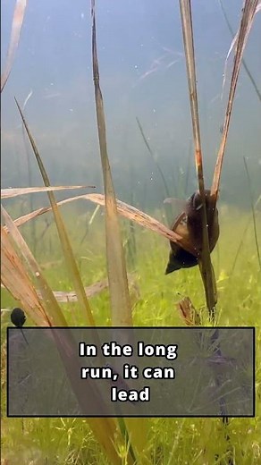 Deadliest Animals #5 Freshwater Snails