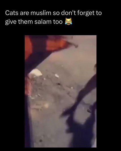 Funny Arab Cat Memes Compilation