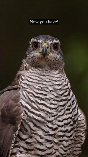 A goshawk blinking in slowmotion #birds #wildlife #nature