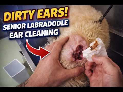Satisfying Ear Cleaning on a Senior Labradoodle 🐶#asmr #pov #grooming