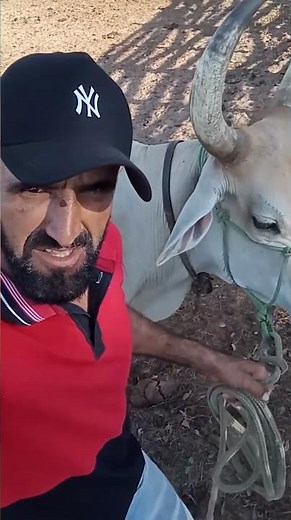 Boi Preá corrida dia 22/06/24 contra os vaqueiros do Piauí e Bahia em Elesbão Veloso-PI