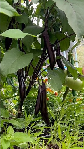 🍆Purple Harvest in Our Backyard Garden#gardenharvest #harvest #growyourownfood #gardening #homestead