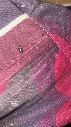 Effective Pest Extermination Services in Uganda