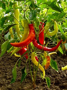 Piment : semis, culture et récolte