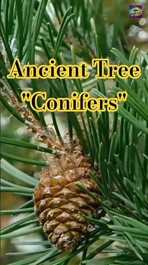What are conifers? #conifers