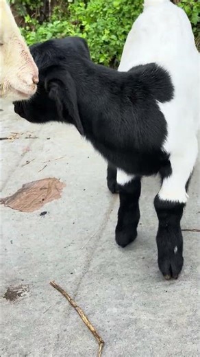 Adorable Black and White Goat – Nature’s Perfect Color Combo! 🐐🤍🖤 #cutefarmanimal #beautifullgoats