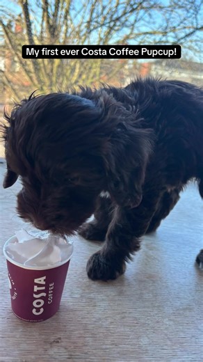 He loved a pupcup! Although he did need a bath because the stench of cream was abit gross! 🤣 #cutepuppy #pupcupcosta #pupcup #fyp #cockapoo