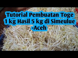 Tutorial cara pembuatan toge 1 kg hasil 5 kg di Simeulue -Aceh