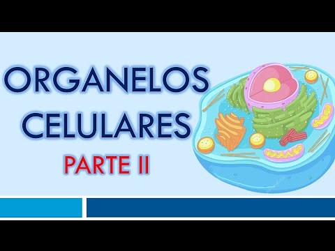 ORGANELOS CELULARES: Organelos No Membranosos