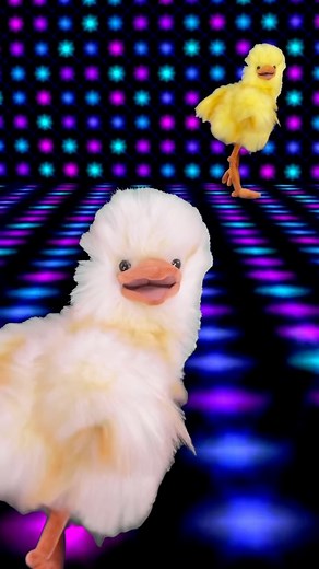 Mad Puppets | #fyp #foryou #puppet #puppets #puppeteer #puppetsofinstagram #puppetry #meme #betteroffalone #chicken #lol | Instagram