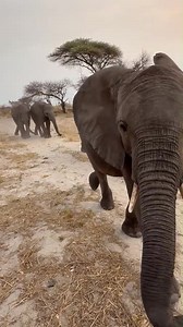 As the day begins, our herd of baby elephants sets off on their daily walk. 🐘 One by one, they fall into line behind their foster parent, moving together with a quiet sense of purpose. In the wild, elephants can travel up to 20 miles in a single day as they search for food and water. Here at Elephant Havens, we make sure our orphaned calves have the space to walk, explore, and build the strength they’ll need for life ahead. These daily journeys help develop healthy muscles, confidence, and the 