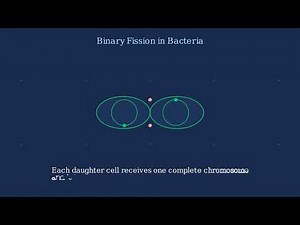 Binary Fission Explained - How Cells Divide