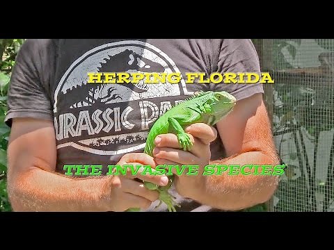 Herping Florida, The Invasive Species
