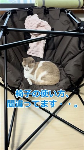 ある朝、椅子の使い方を間違えている大型猫#cat #猫 #保護猫 #猫のいる暮らし #保護ねこのいる暮し