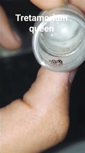 tretamorium #ecology #biology #ant #antkeeper #ants #antkeeping #subscribe