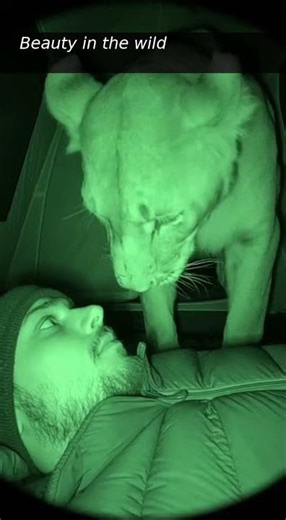 Terrifying Night Vision: Lioness Walks Into Tent and Stands Over Sleeping Camper